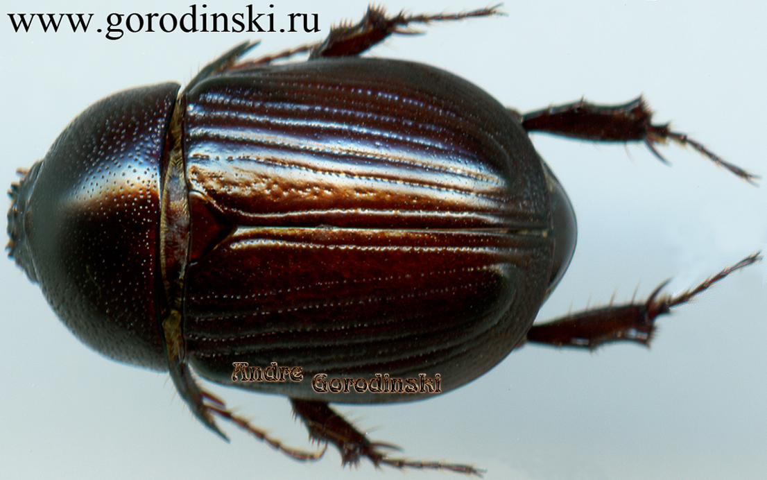 http://www.gorodinski.ru/scarabs/Heteronychus curtipennis.jpg